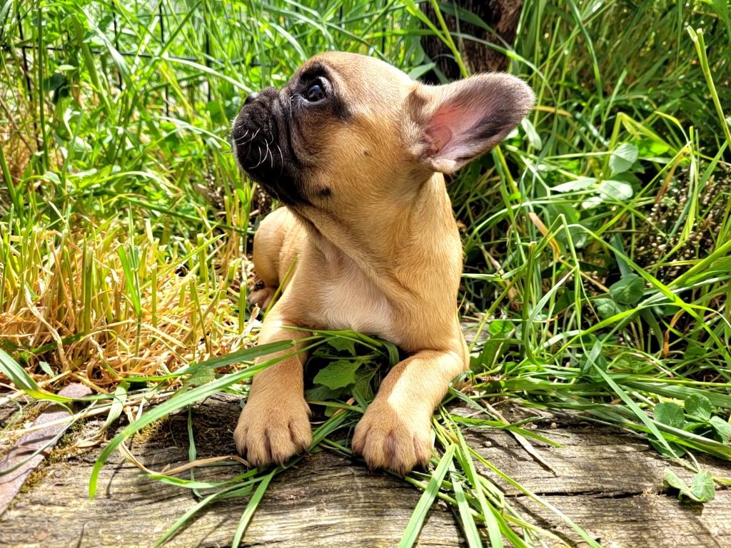 chiot Bouledogue français Des Petits Chevaliers D'Eon