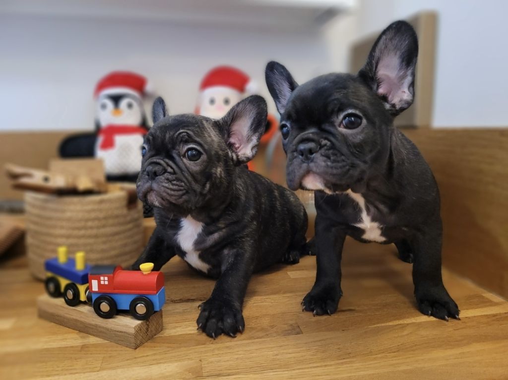 chiot Bouledogue français Des Petits Chevaliers D'Eon