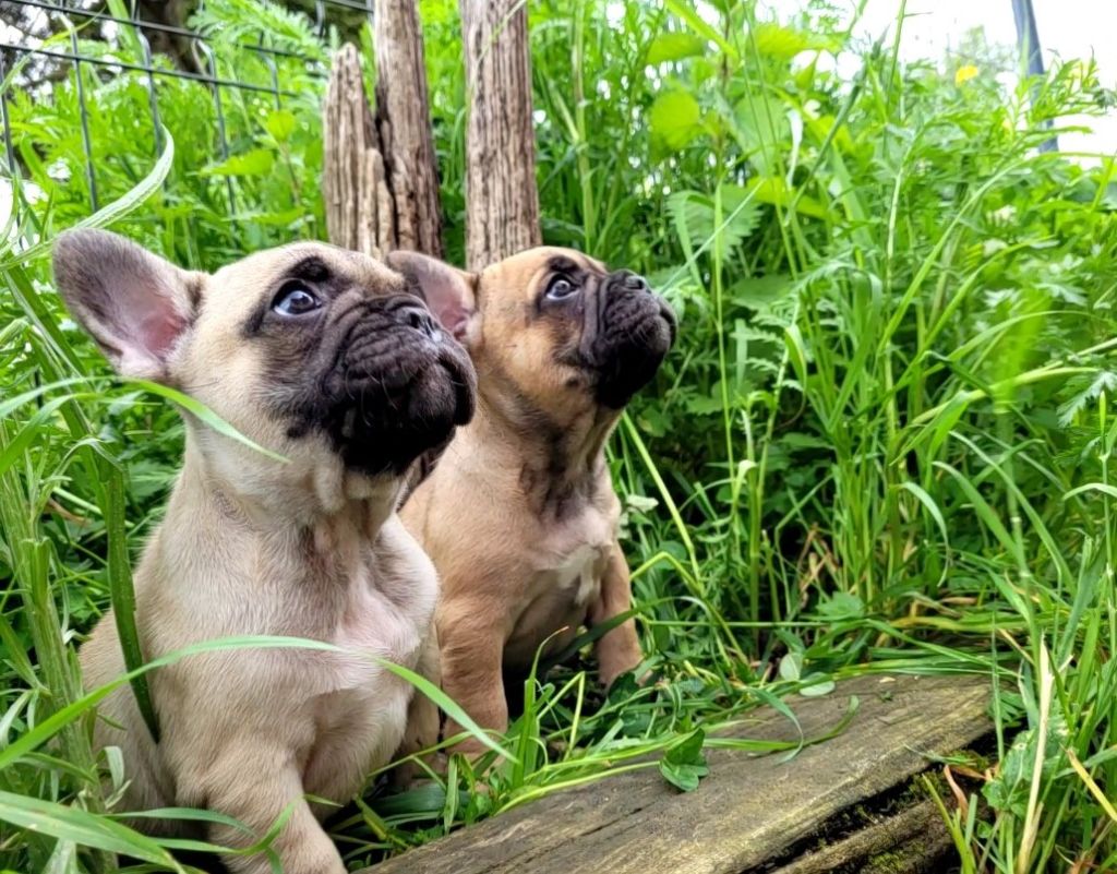 chiot Bouledogue français Des Petits Chevaliers D'Eon