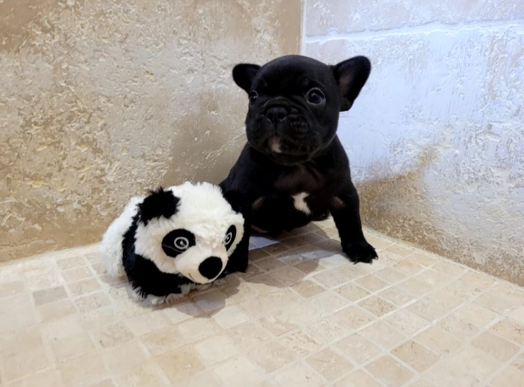 chiot Bouledogue français Des Petits Chevaliers D'Eon